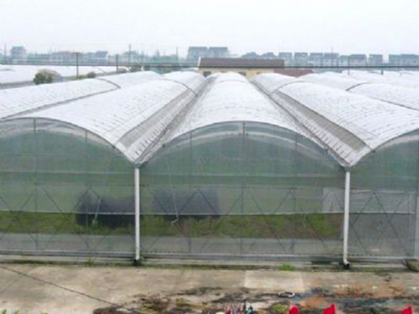 薄膜拱形連棟溫室